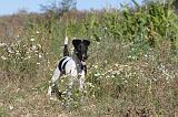 FOX TERRIER POIL LISSE 060